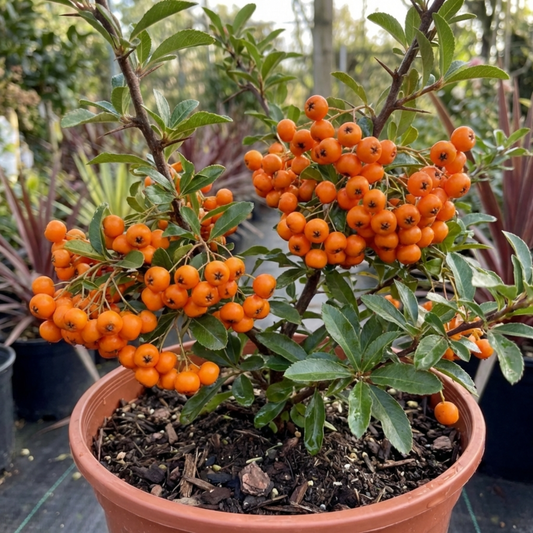 Pyracantha Orange Glow Firethorn Plant, Evergreen Fast Growing Climbing Hedge Shrub, 2L Root-Ball