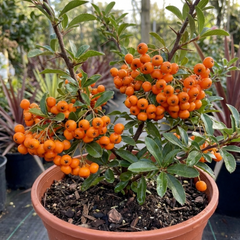 Pyracantha Orange Glow Firethorn Plant, Evergreen Fast Growing Climbing Hedge Shrub, 2L Root-Ball