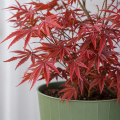 3 Litre Red Acer Tree, Japanese Maple Plant, Nursery Pots