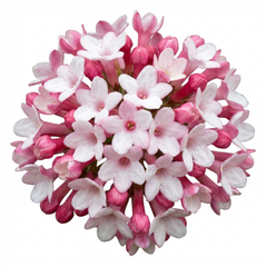 Viburnum Tinus Gwenllian Hardy Evergreen Flowering Shrub Plants, Winter Flowering Hedge, Outdoor Garden Ready, 11cm Root-Ball