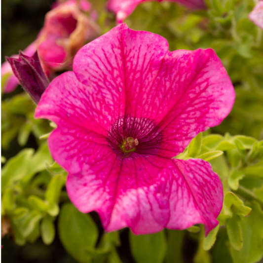 Petunia Surfinia Hot Pink | 3 or 6 1L Pots