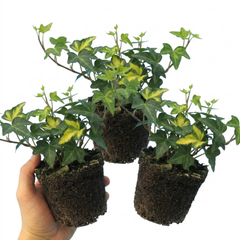 1 Large Plant - Ceanothus Blue Mound, Ready to Plant in Your Garden, 2L Pot