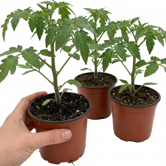 Set of 3 or 6 Large Plants - Tomato Nagina Variety, Ready to Plant in Your Garden