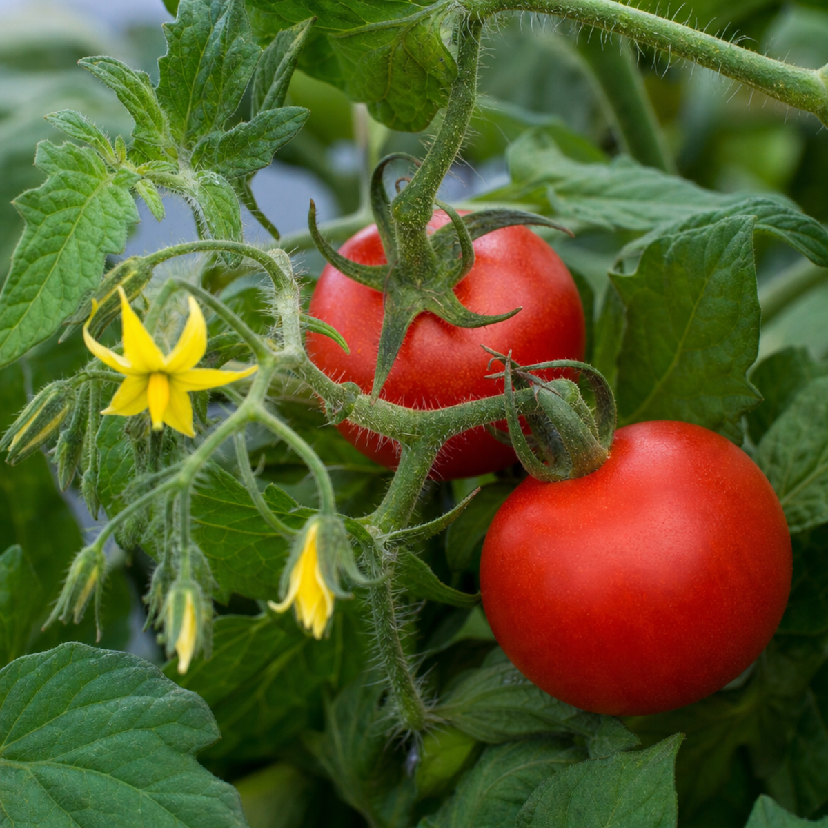 1 Summerlast Tomato Plant, Fresh & Live, Outdoor Garden Ready, Grow Your Own Tomatoes, 2Ltr Root-Ball