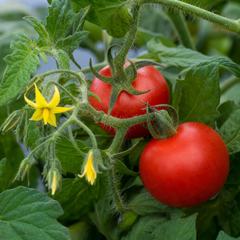 1 Summerlast Tomato Plant, Fresh & Live, Outdoor Garden Ready, Grow Your Own Tomatoes, 2Ltr Root-Ball
