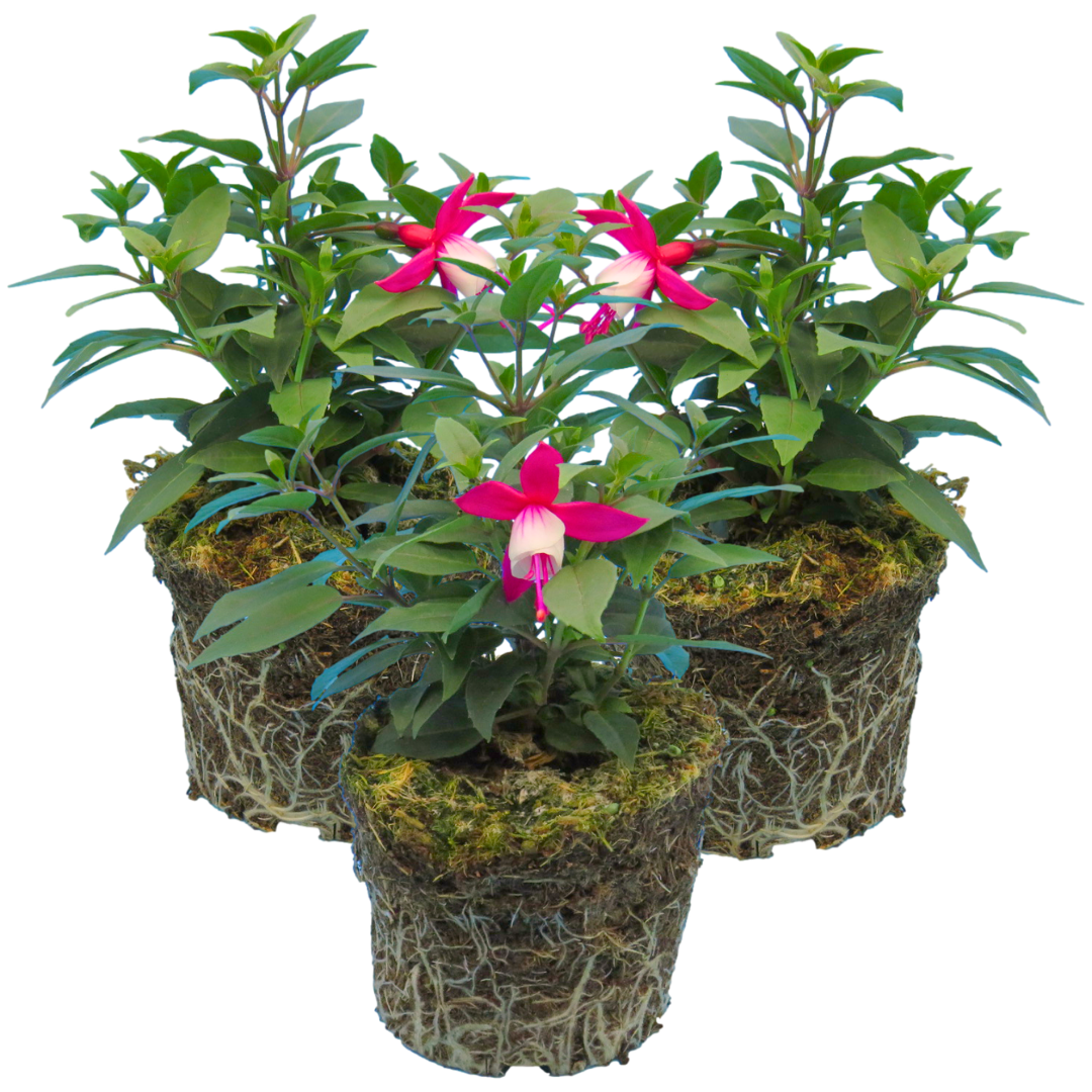 Fuchsia Diva Red and White | 3 or 6 1L Pots