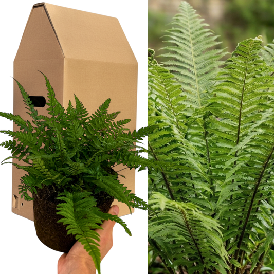 1 Large, Garden Ready Plant - Korean Rock Fern Polystichum Tsus Simense, 2L Pot