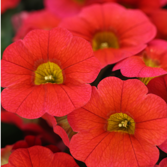 Calibrachoa Cabaret Early Orange | 3 or 6 1L Pots