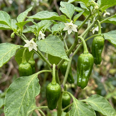 Chilli Pepper Plants - Padron Variety, Ready to Plant in Your Garden