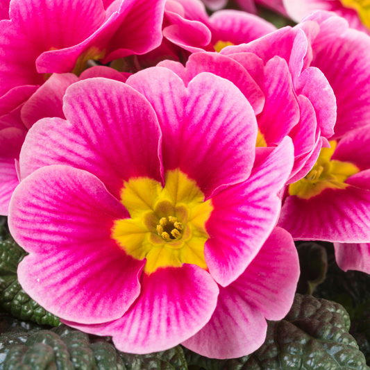 Primrose Appleblossom | 3 or 6 1L Pots