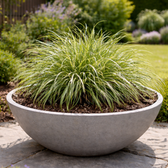 1 Carex Evercream Ornamental Grass Plant, Evergreen Hardy Perennial Sedge, 2 Litre Root Ball