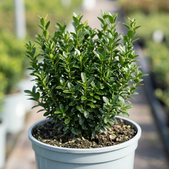 Euonymus Microphyllus Hardy Evergreen Hedge Plant, Buxus Alternative Garden Shrub, 26cm Root Ball