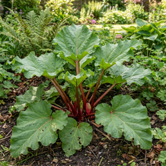 1 Rhubarb Victoria Plant, Hardy Perennial, Grow Your Own Fruit, Garden Ready, 17cm Root Ball