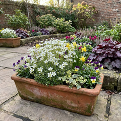 Saxifrage Marto White Mossy Alpine Plants, Hardy Evergreen Perennial Rockery Ground Cover, Outdoor Garden Ready, 1 Litre Root-Ball
