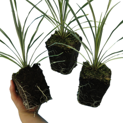 Torbay Dazzler | 3 or 6 1L Pots