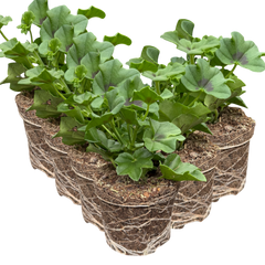 Geranium Tornado White | 3 or 6 1L Pots