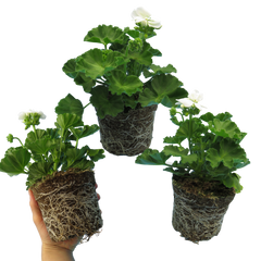 Pelargonium Toscana Smart Jenny | 3 or 6 1L Pots