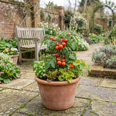 Set of 3 or 6 Large Plants - Tomato Alicante Variety, Ready to Plant in Your Garden