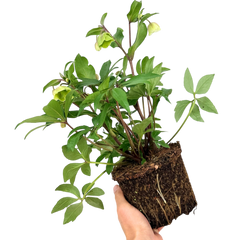 Hellebore Winter Moonbeam