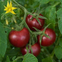 1 Cherry Tomato Floridity Live Plant, Outdoor Garden Ready, Grow Your Own Tomatoes, 2 Litre Root Ball