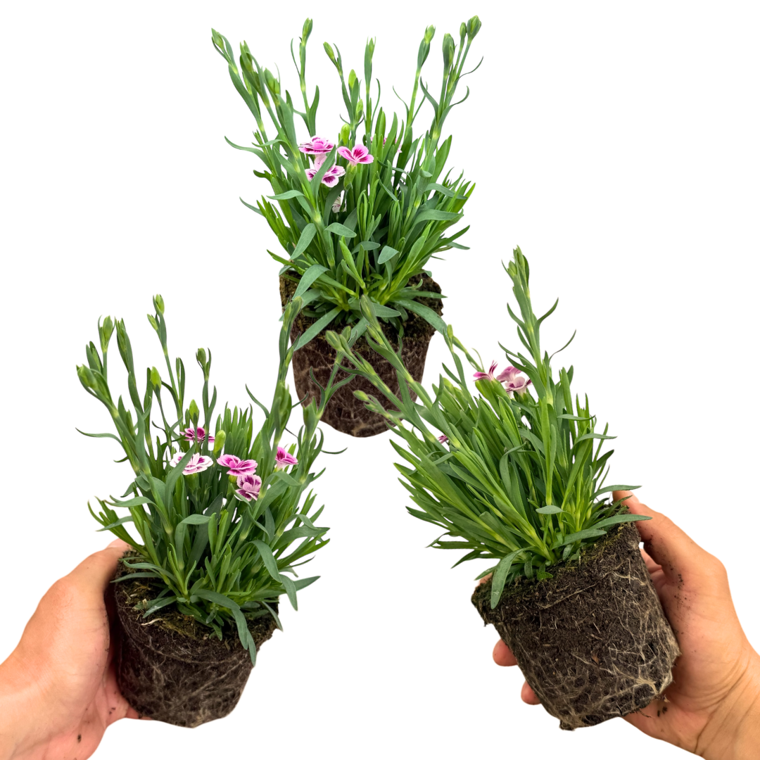 Set 3 or 6 Large Plants - Dianthus Pink Kisses, Ready to Plant in Your Garden