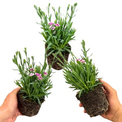 Set 3 or 6 Large Plants - Dianthus Pink Kisses, Ready to Plant in Your Garden
