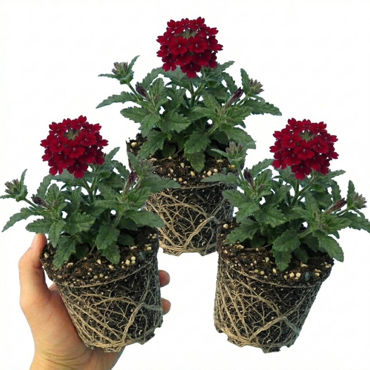 Verbena Trailing Deep Red Plants, Summer Flowering Bedding, Hanging Basket & Outdoor Garden Ready, 10.5cm Root Ball