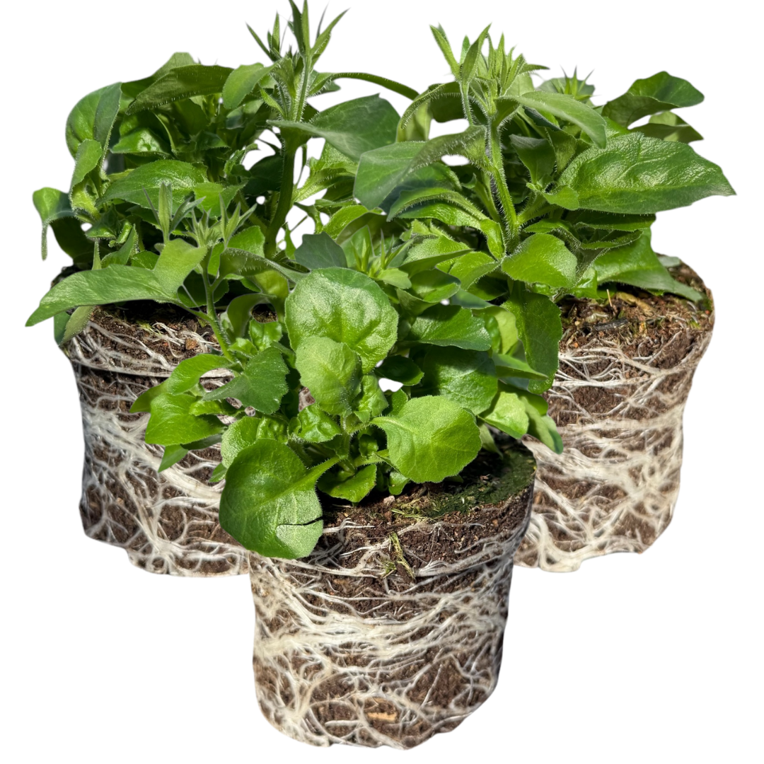 Lobelia Sweet Springs Dark Blue | 3 or 6 1L Pots