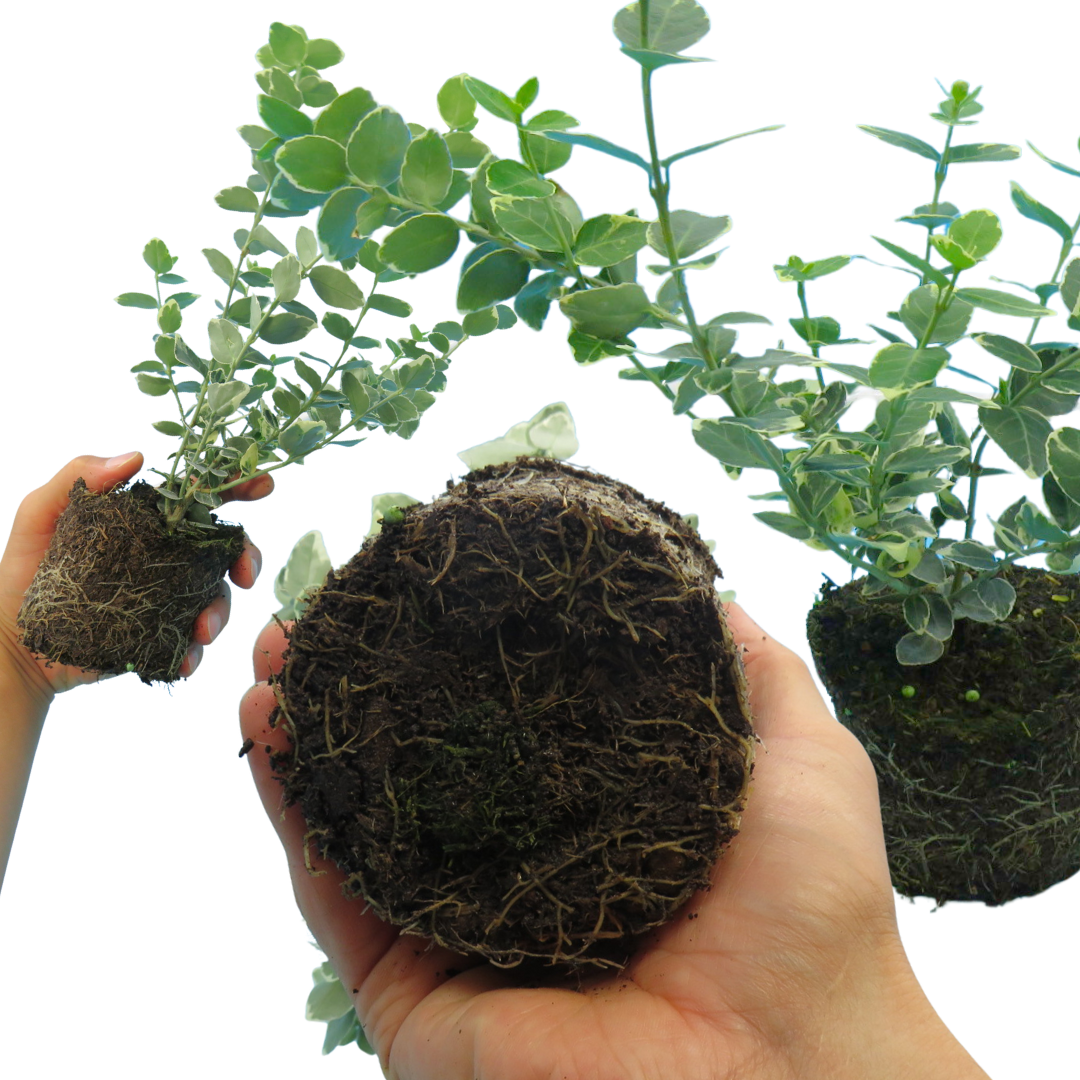 Euonymus Emerald Gaiety | 3 or 6 1L Pot