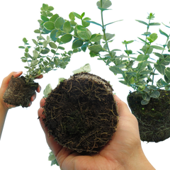 Euonymus Emerald Gaiety | 3 or 6 1L Pot