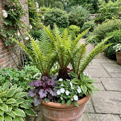 Dryopteris affinis Montana Male Fern Hardy Evergreen Perennial Plants, Shade Loving Garden Plant, 1L Root Ball
