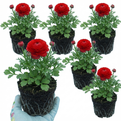 Set of 3 or 6 Ranunculus Vortex Red Persian Buttercup Plants, Spring & Autumn Flowering, Outdoor Garden Ready, 1 Litre Root-Ball