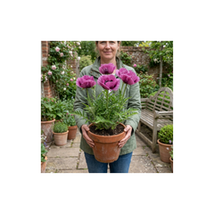 1 Papaver Orientale Waltzing Mathilde, Summer Flowering Hardy Perennial Poppy Plant, 3 Litre Root Ball