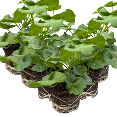 Geranium Sunflair Amethyst | 3 or 6 Large Plants