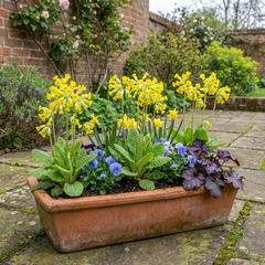 Primula veris Pure Yellow Hardy Perennial Plants, Spring Flowering, Outdoor Garden Ready, Root-Ball