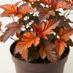 1 Large Plant - Physocarpus Diable D'or, Ready to Plant in Your Garden, 3L Pot