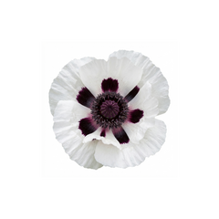 Papaver Orientale Royal Wedding Plants, Hardy White Oriental Poppy Perennial, Litre Root Ball