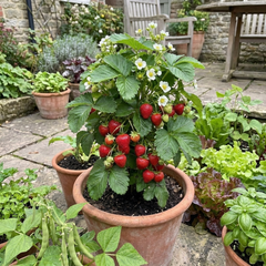 Strawberry Delizz Variety, Outdoor Garden Ready, 1L