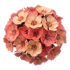 1 Dianthus Tequila Sunrise Plant, Fragrant Summer Flowering Perennial, Hardy Garden Ready, 5L Root Ball