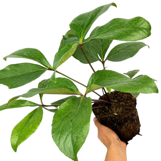 Hellebore Star of Passion | 2L Pot