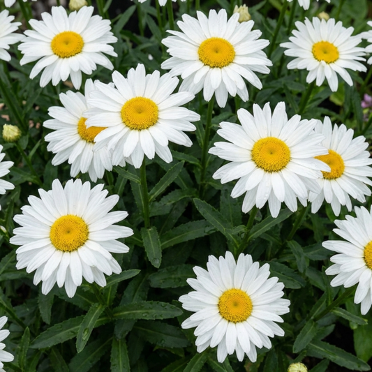 Set of 3 or 6 Leucanthemum Madonna White Shasta Daisy Plants, Hardy Perennial, 11cm or 1L Root Ball