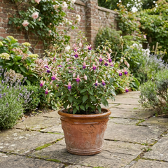 1 Large Plant - Upright Fuchsia Fuchsita Blush & Violet, Outdoor Garden Ready