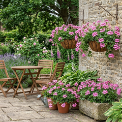 Set of 3 or 6 Large Plants - Geranium Tornado Pink, Ready to Plant in Your Garden