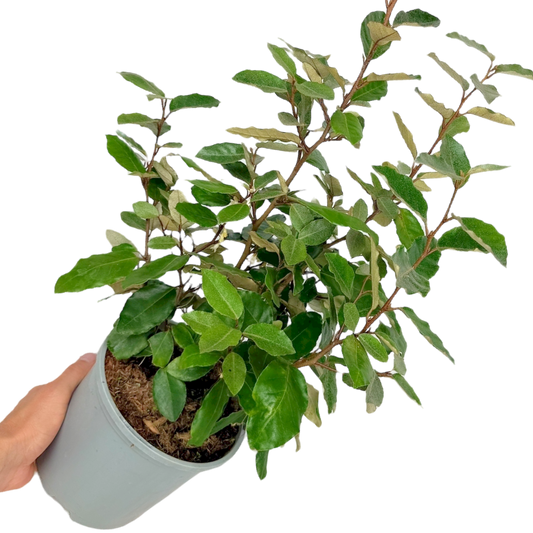 Elaeagnus Ebbingei