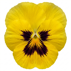 Pansy Cats Plus Yellow Plants, Hardy Garden Ready Spring & Autumn Bedding Flowers, 1 Litre Root Ball