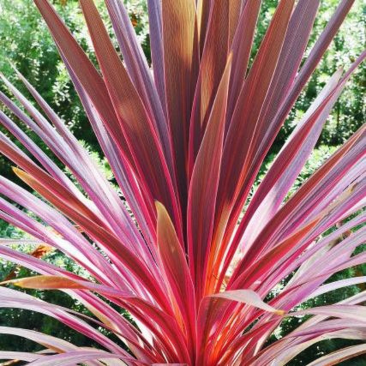 Cordyline Charlie Boy | 3L Pots