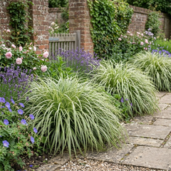 1 Large Plant - Everest Carex Ornamental Grass, Outdoor Garden Ready Sedge