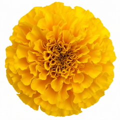 1 Large Plant - Marigold African Taishan Yellow, Outdoor Garden Ready, 2L Pot