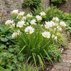 1 Freesia White River Perennial Plant, Fragrant Scented Summer Flowers, Outdoor Garden Ready, 17cm Root-Ball
