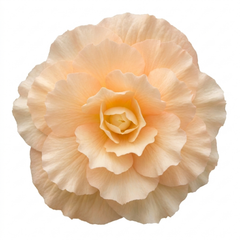 1 Large Plant - Begonia Fragrant Falls Peach, Outdoor Garden Ready, 2L Pot